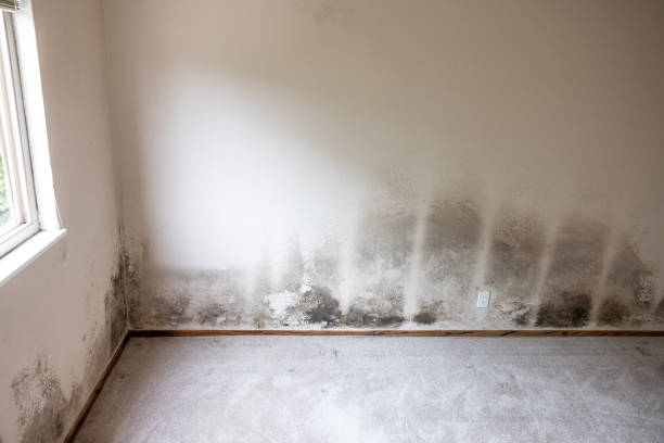 Best Mold-Related Health Consultation  in La Villa, TX