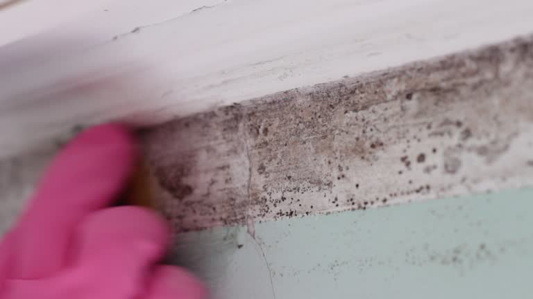 Best Industrial Mold Remediation  in La Villa, TX